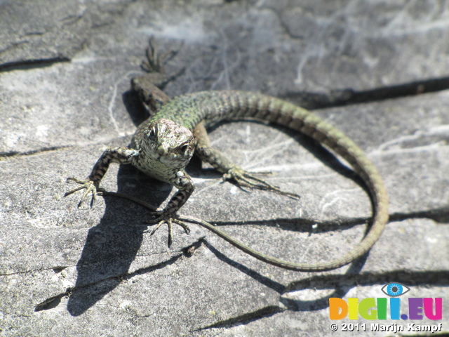 SX19654 Green lizard on rocks at Corniglia, Cinque Terre, Italy